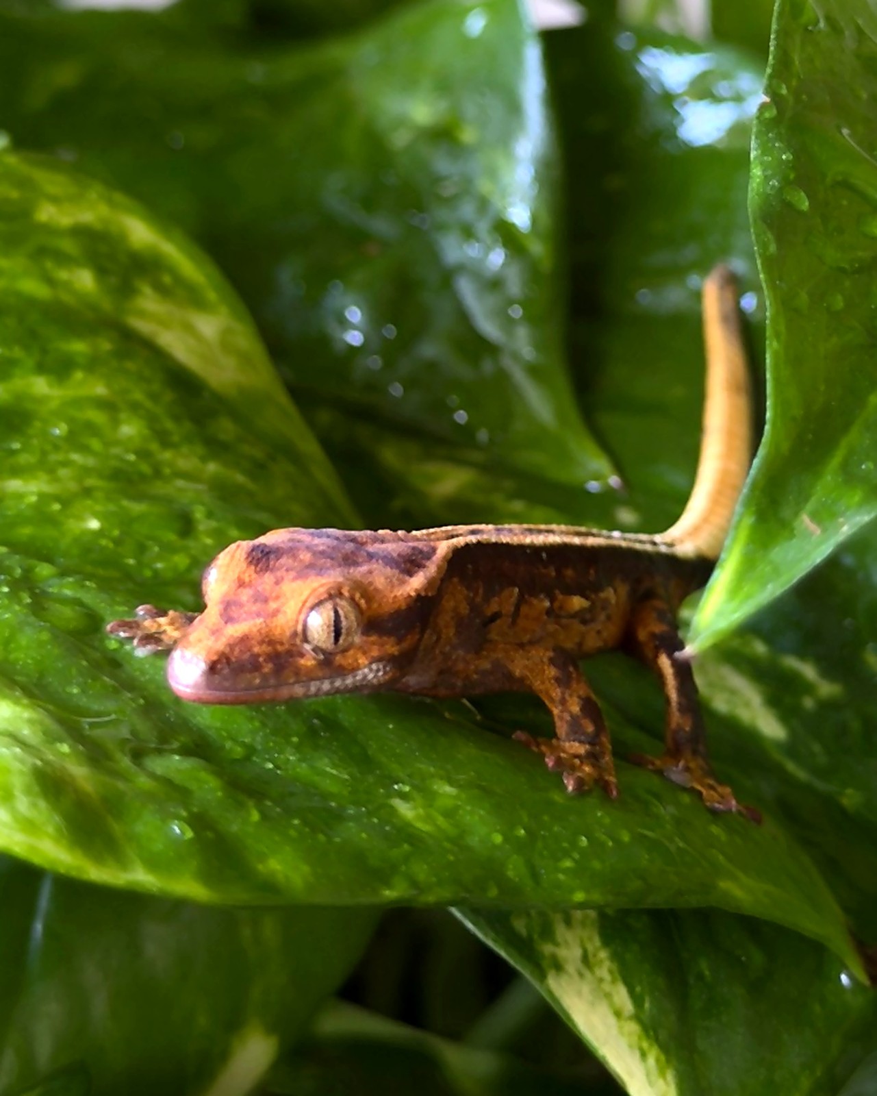 Clementine Heir — breeder reference photo