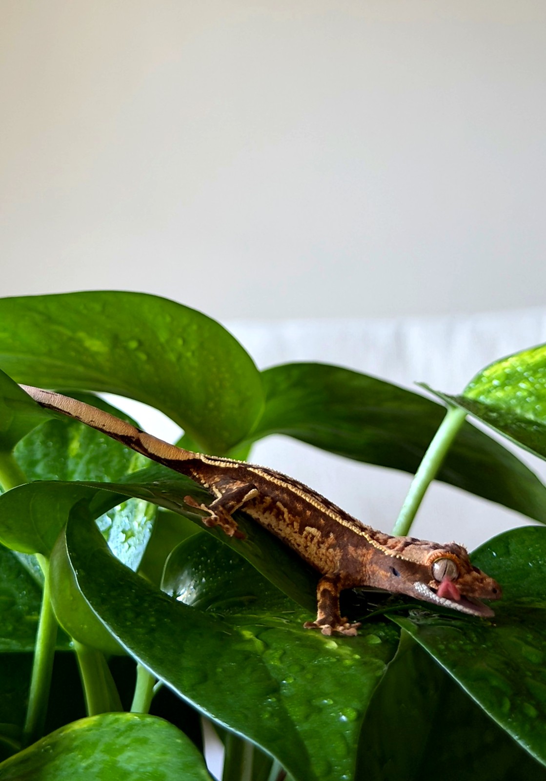 Cocoa Sovereign — breeder reference photo