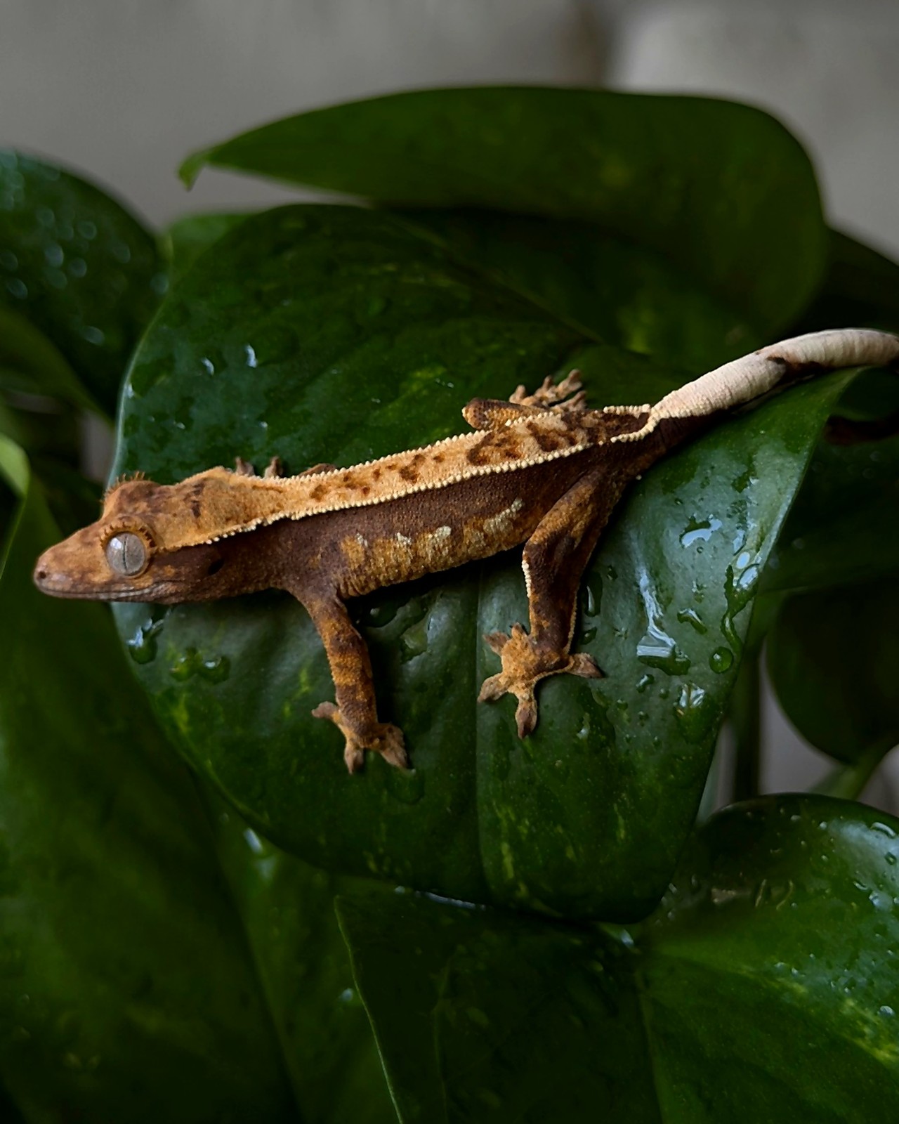 Copper Vesper — breeder reference photo