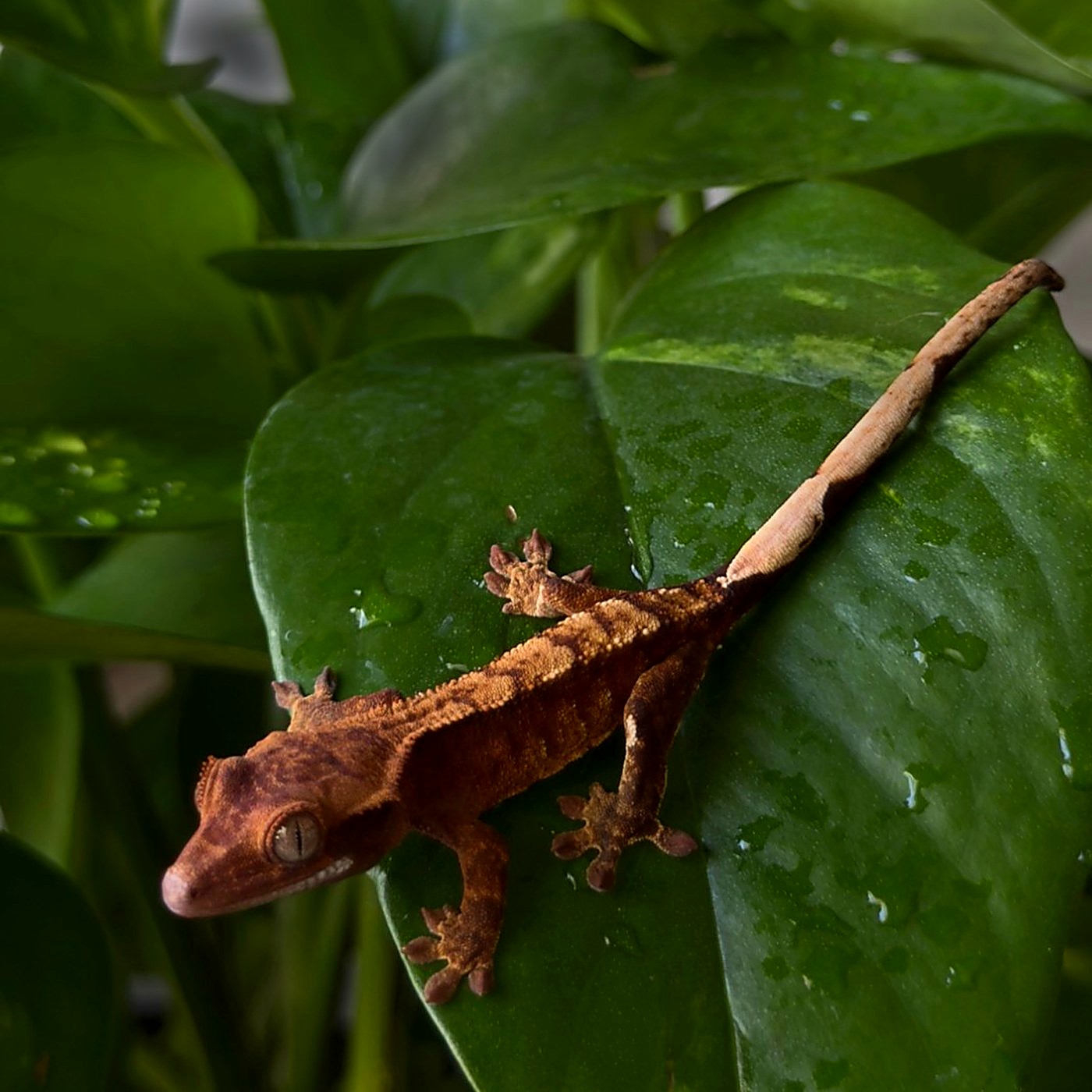 Rust Sovereign