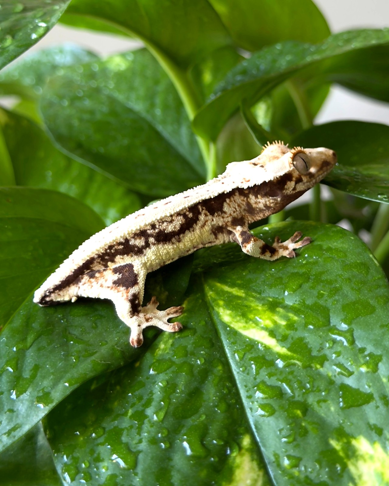 Ivory Cascade — breeder reference photo