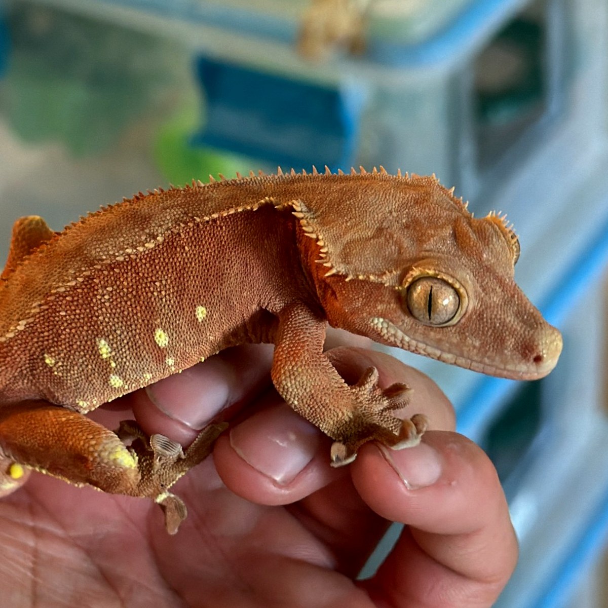 PJ — red/orange Cappuccino base, yellow flank spotting