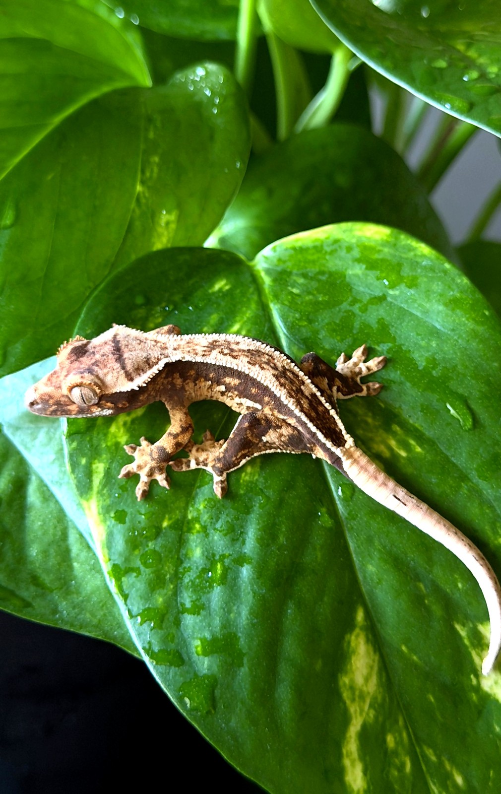Pale Lantern — breeder reference photo