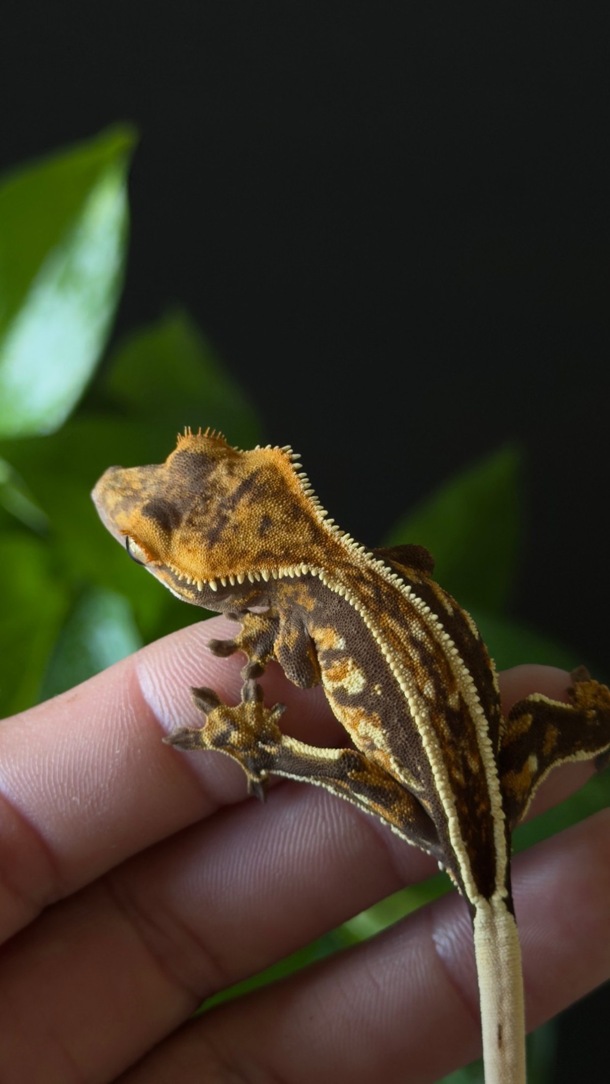 Ember Regent — breeder reference photo