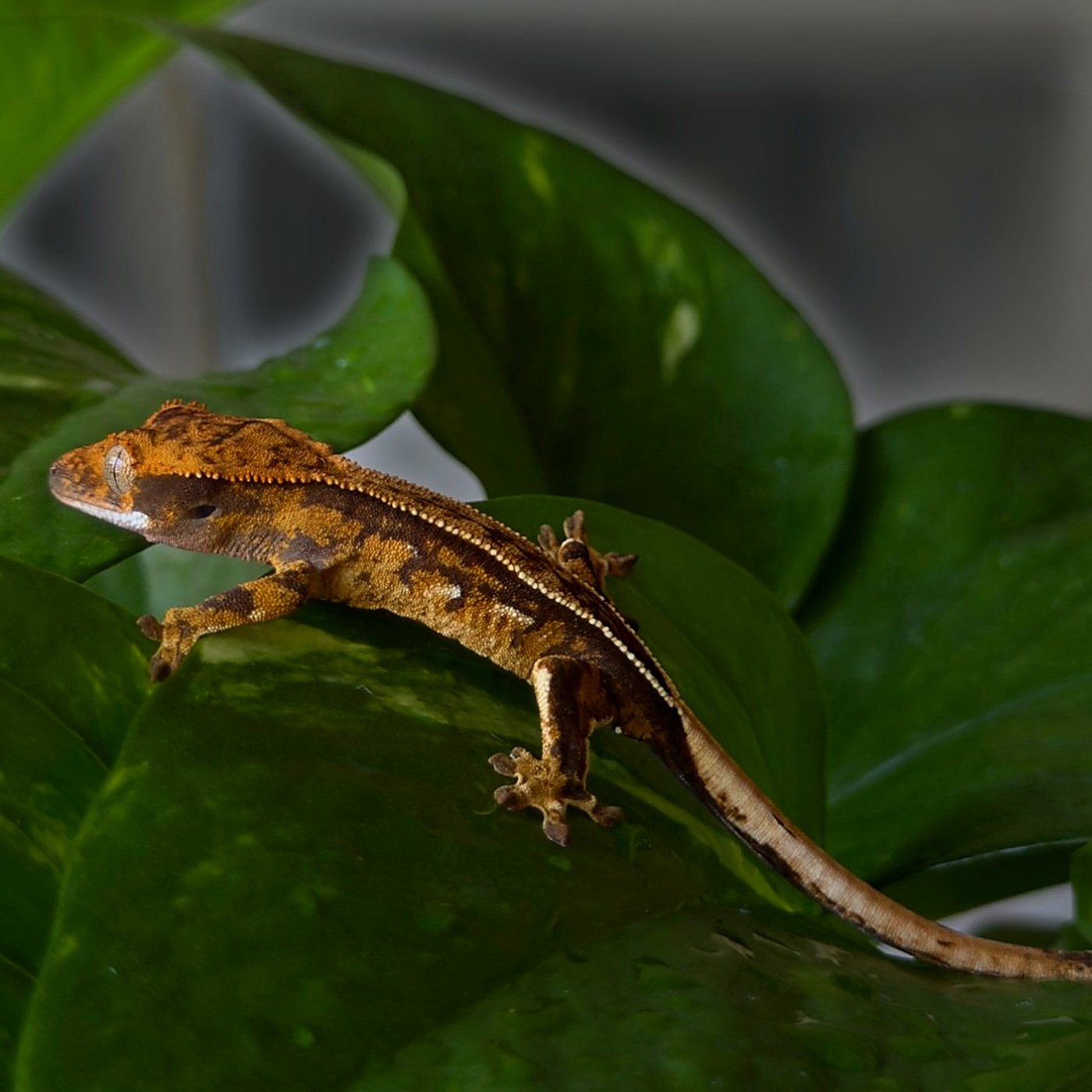 Ember Regent