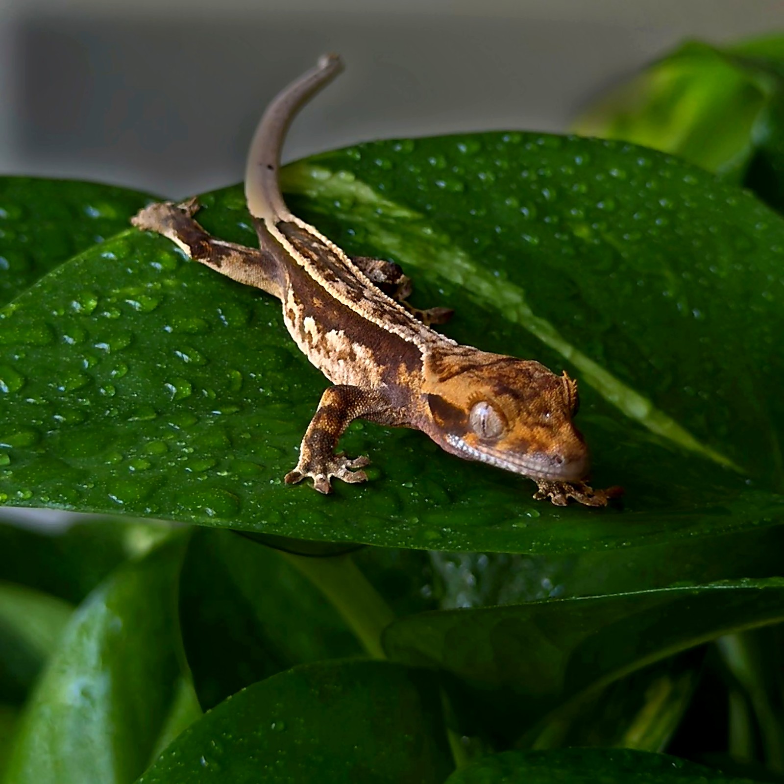 Quad Herald — breeder reference photo