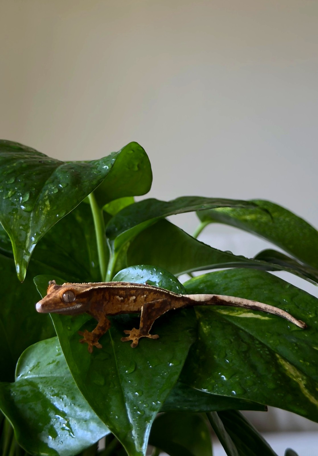Rust Cascade — breeder reference photo