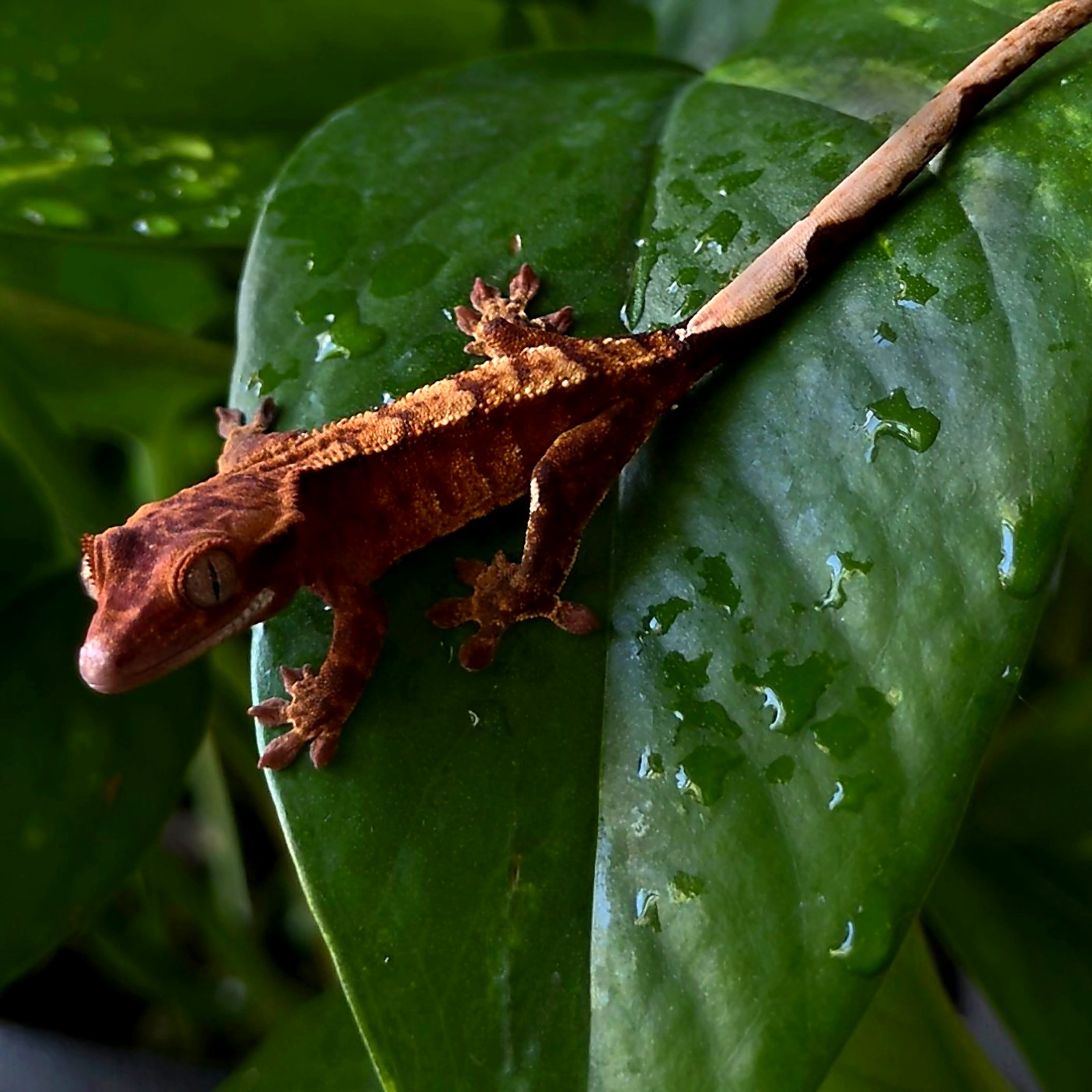 Rust Sovereign — breeder reference photo