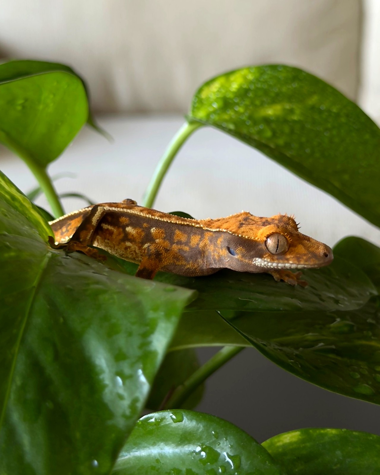 Tangelo Regent — breeder reference photo