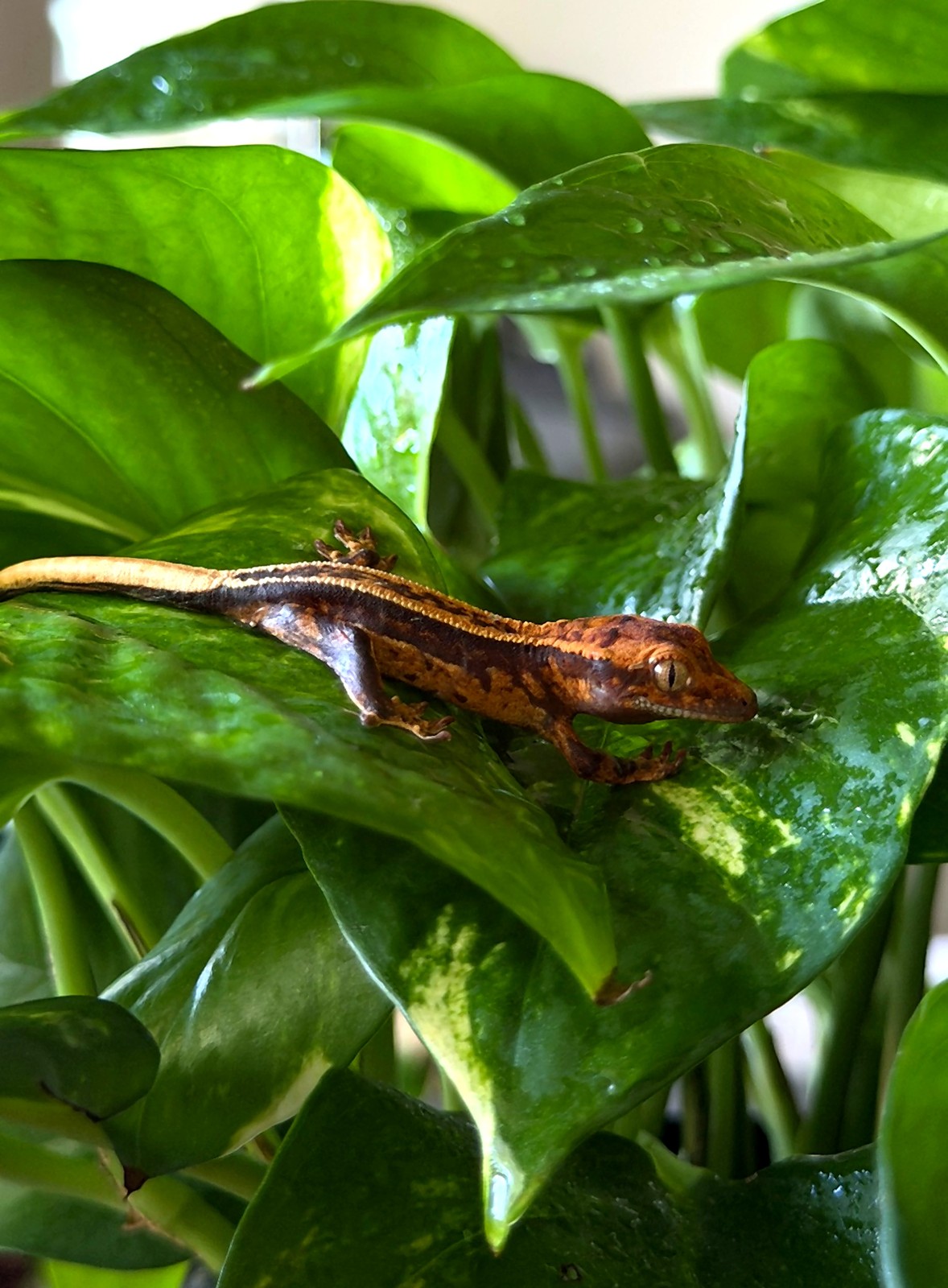 Umber Quad — breeder reference photo