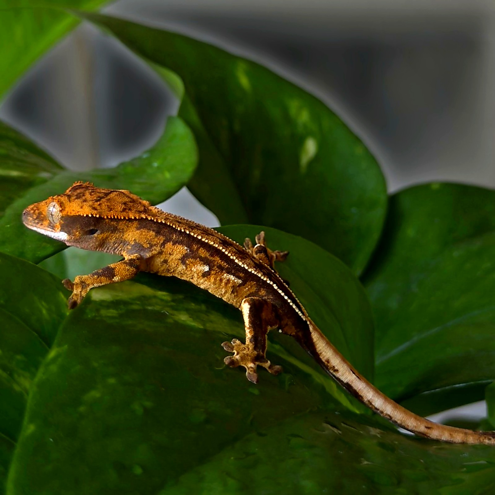 Ember Regent — breeder reference photo
