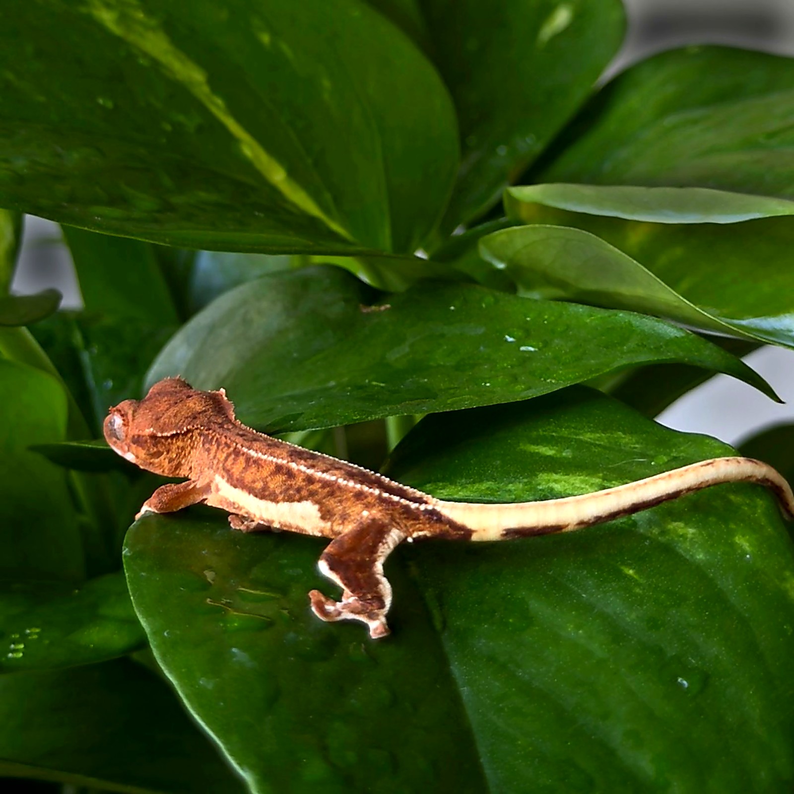 Phantom Cardinal — breeder reference photo